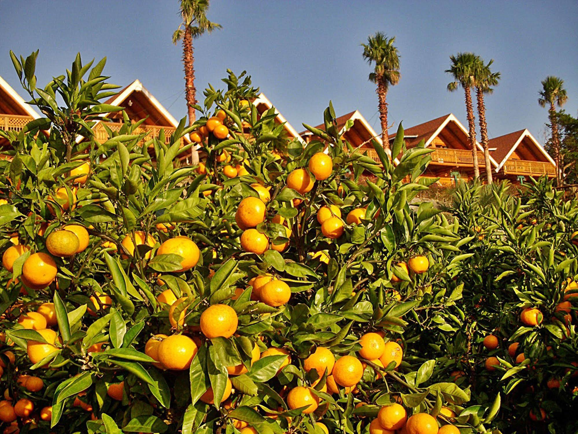 Jungmun Log Pension & Resort Согвипхо Экстерьер фото